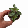 Peperomia verticillata Red Log