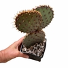 Opuntia Santa Rita