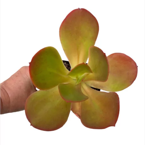 Echeveria x fimbriata