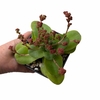 Crassula orbicularis - comprar online