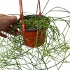 Rhipsalis baccifera