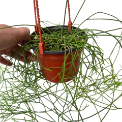 Rhipsalis baccifera