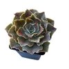 Echeveria Blue Frills