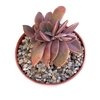 Graptoveria Fred Ives crestado