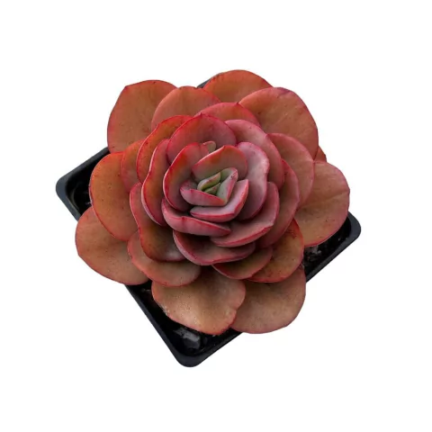 Echeveria Suyon