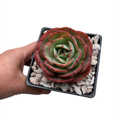 Echeveria Shiva - comprar online