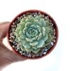 Echeveria Alienor - comprar online