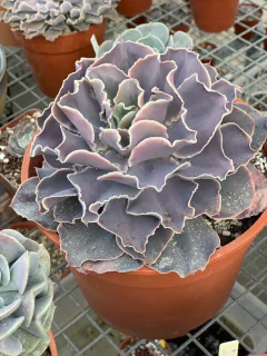 Echeveria Rosa Norteña (Belen) XL - comprar online