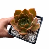 Echeveria Arancia