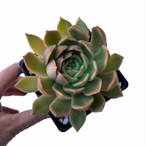 Echeveria x Mira