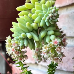 Sedum Chicha - comprar online