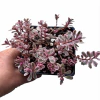 Sedum spurium tricolor