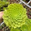 Aeonium Emerald Ice revertido XXL