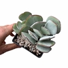 Cotyledon orbiculata var. orbiculata "Pig's Ear" - comprar online