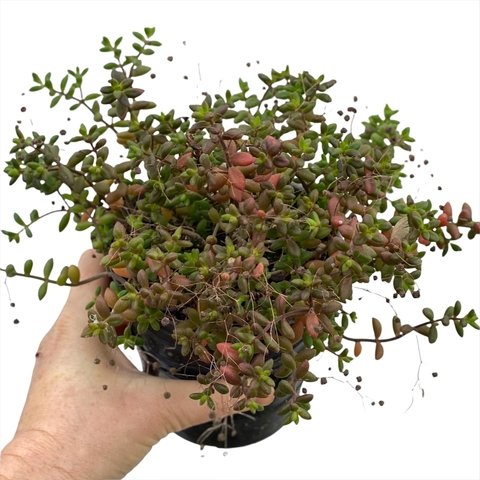 Monanthes laxiflora