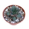 Echeveria purpusorum White - comprar online