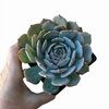 Echeveria x Caribbean