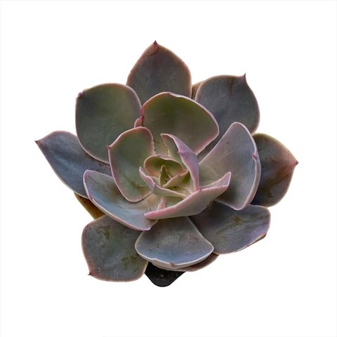 Echeveria Rosa Norteña (Belen)