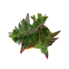 Crassula Red Pagoda - comprar online