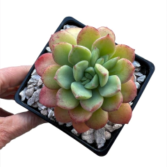 Echeveria Graessneri - comprar online