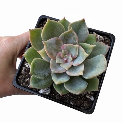 Echeveria x Frosty