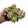 Sedum clavatum