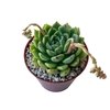 Echeveria Green Tip