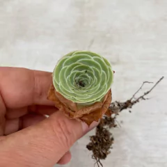 Greenovia aureum "Dragon Ball" - Succumom