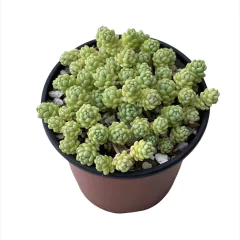 Sedum dasyphyllum var. glanduliferum