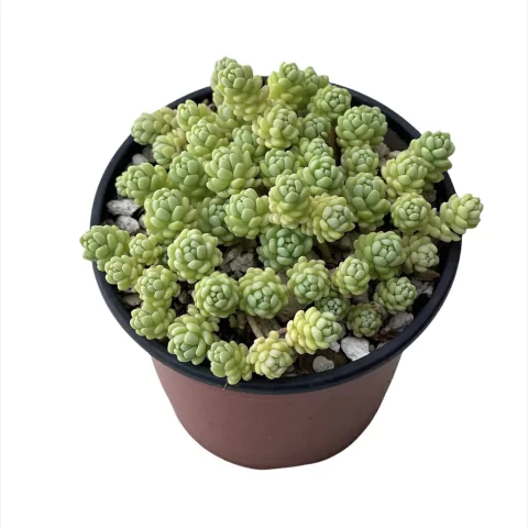 Sedum dasyphyllum var. glanduliferum
