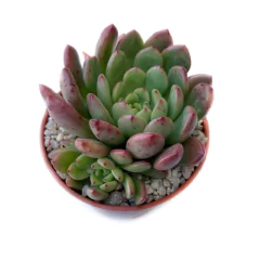 Graptoveria Bashful - comprar online
