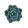 Echeveria runyonii - comprar online