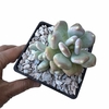 Pachyphytum glutinicaule