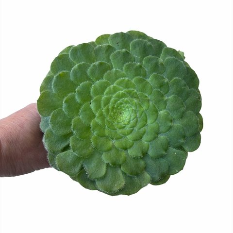 Aeonium tabuliforme