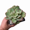 Echeveria Goiabinha