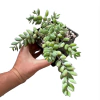 Cotyledon pendens