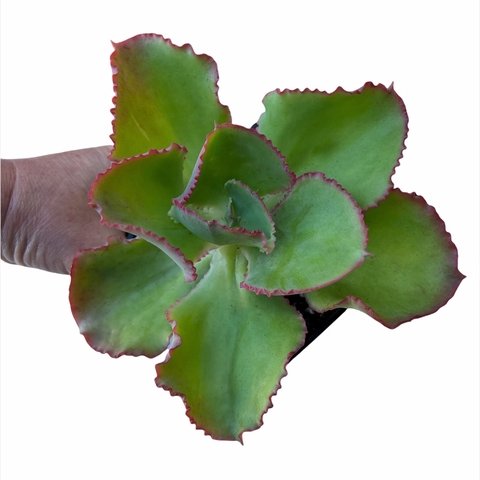 Echeveria Dick's Pink