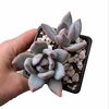 Pachyveria Powder Puff - comprar online