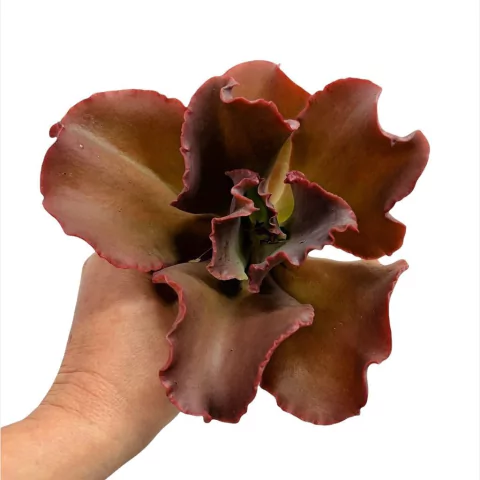 Echeveria Cecelia