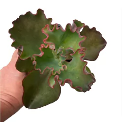 Echeveria Marvella - comprar online