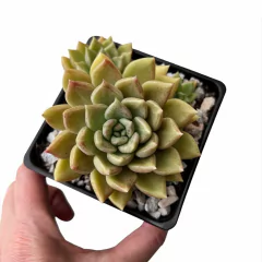Echeveria agavoides Ebony x mendozae XL - comprar online