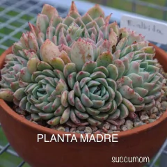 Echeveria Albida - comprar online