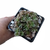 Crassula exilis