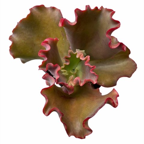 Echeveria Cupeno Red