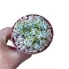 Crassula deltoidea