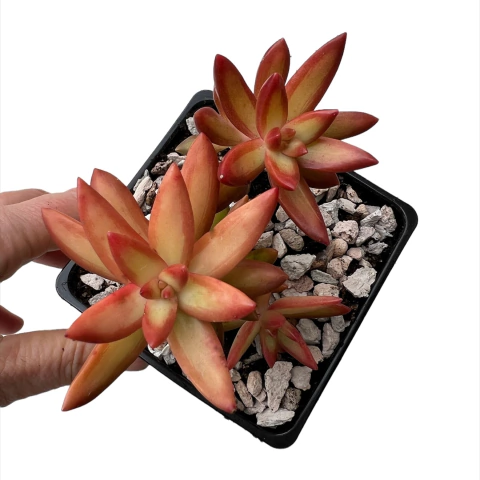 Sedum adolphi Firestorm