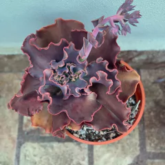 Echeveria Cecelia - comprar online