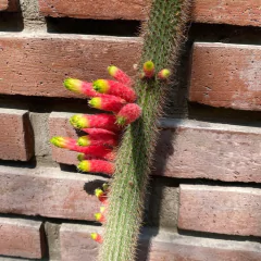 Cleistocactus smaragdiflorus - comprar online