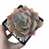 Echeveria T2