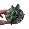 Gasteria Silver East